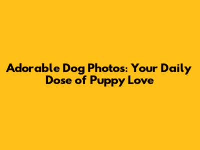 Adorable Dog Photos: Your Daily Dose of Puppy Love