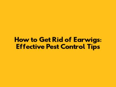 How to Get Rid of Earwigs: Effective Pest Control Tips