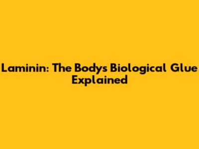 Laminin: The Body's Biological Glue Explained