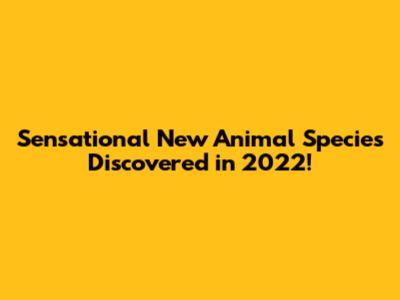 Sensational New Animal Species Discovered in 2022!