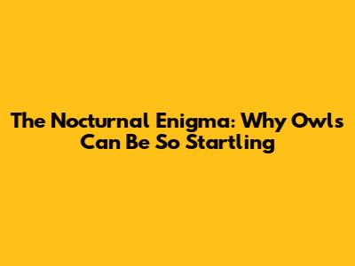 The Nocturnal Enigma: Why Owls Can Be So Startling